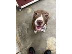Adopt Piper a Brown/Chocolate - with White American Pit Bull Terrier / Pit Bull