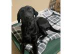 Adopt Millie a Black Labrador Retriever / Mixed dog in Houston, TX (38754005)