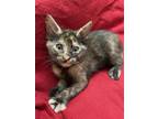 Adopt Star a Tortoiseshell Domestic Shorthair (short coat) cat in Terrell