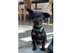 Adopt Nino a Black Terrier (Unknown Type, Small) / Mixed dog in San Francisco