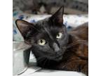 Adopt Ebony a All Black Domestic Shorthair / Mixed cat in Jefferson City