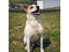Adopt Baxter a White - with Tan, Yellow or Fawn Cattle Dog / Mixed Breed