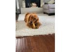 Adopt Payne a Red/Golden/Orange/Chestnut Golden Retriever / Mixed dog in San