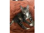 Adopt Screech a Brown Tabby Domestic Shorthair (short coat) cat in CLEVELAND