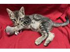 Adopt Diego a Gray, Blue or Silver Tabby Domestic Shorthair (short coat) cat in