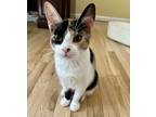 Adopt Butterfly a Calico or Dilute Calico Domestic Shorthair (short coat) cat in