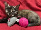 Adopt Celeste a Tortoiseshell Domestic Shorthair (short coat) cat in Terrell