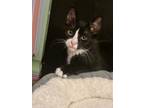 Adopt Loretta a Black & White or Tuxedo Domestic Shorthair cat in New York