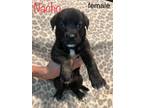 Adopt Nacho a Black - with Brown, Red, Golden, Orange or Chestnut Labrador