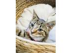 Adopt Ferdinand a Brown Tabby Domestic Shorthair (short coat) cat in Greensboro