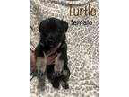 Adopt Turtle a Brindle Labrador Retriever / Golden Retriever / Mixed dog in