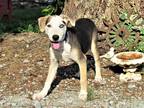 Adopt HOBO a Tricolor (Tan/Brown & Black & White) Beagle / Australian Shepherd /
