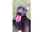 Adopt Lexie a Black - with White Labrador Retriever / Mixed dog in Huntsville