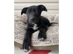 Adopt Izzie a Black - with White Labrador Retriever / Mixed dog in Huntsville