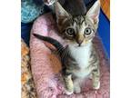 Adopt SULLIVAN a Gray, Blue or Silver Tabby Domestic Shorthair (short coat) cat