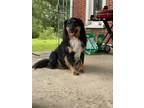 Adopt Jalapeno a Black - with Tan, Yellow or Fawn English Shepherd / Mixed dog