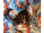 Adopt TURVY a Calico or Dilute Calico Domestic Shorthair (short coat) cat in