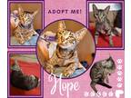Adopt HOPE a Gray, Blue or Silver Tabby American Shorthair (short coat) cat in