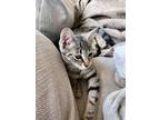 Adopt Winnie a Tiger Striped Tabby (short coat) cat in Pickerington
