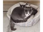 Adopt Marseille a Gray or Blue (Mostly) Domestic Shorthair (short coat) cat in