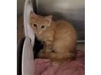 Adopt Toulouse a Orange or Red Tabby Domestic Longhair (long coat) cat in