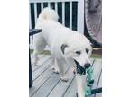 Adopt JAX - Courtesy Post a White - with Black Great Pyrenees / Mixed dog in