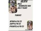 Adopt Heath a Schnauzer (Miniature) / Mixed Breed (Medium) dog in Irwin