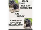 Adopt Helen a Schnauzer (Miniature) / Mixed Breed (Medium) dog in Irwin