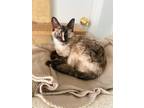 Adopt Elle a Domestic Shorthair / Mixed (short coat) cat in Shreveport
