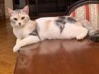 Adopt Bascotta a Calico or Dilute Calico Persian (short coat) cat in Newmarket
