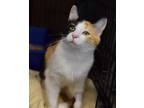 Adopt Millie a Calico or Dilute Calico Calico (short coat) cat in Smithers
