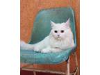 Adopt Casper a White Persian (long coat) cat in Newmarket, ON (38751817)