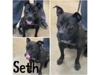 Adopt Seth a Black - with White Pit Bull Terrier / Mixed dog in Steger