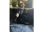 Adopt Walter a Black - with Tan, Yellow or Fawn Beagle / Black and Tan Coonhound