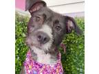 Adopt Libby a Black - with White Pit Bull Terrier / Terrier (Unknown Type
