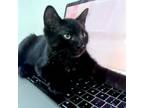 Adopt Creole & Jumbaliya a All Black Domestic Shorthair (short coat) cat in
