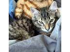 Adopt Jumbaliya & Creole a Brown Tabby Domestic Longhair (long coat) cat in