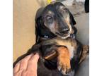 Adopt Harry a Black Dachshund / Mixed dog in Normal, IL (38751440)