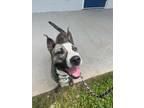 Adopt Bellini a Brindle American Pit Bull Terrier / Mixed dog in Sylva