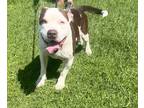 Adopt Zeus a White - with Brown or Chocolate American Pit Bull Terrier / Mixed
