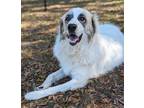 Adopt Treble a Great Pyrenees / Mixed dog in Ocala, FL (38750908)