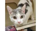 Adopt Stater a Gray or Blue Domestic Shorthair / Mixed cat in Rochester