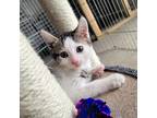 Adopt Tater a White Domestic Shorthair / Mixed cat in Rochester, MN (38750864)