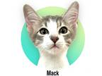 Adopt Mack a Gray, Blue or Silver Tabby Domestic Shorthair (short coat) cat in