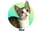 Adopt Mater a Gray, Blue or Silver Tabby Domestic Shorthair (short coat) cat in