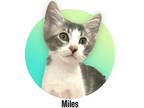 Adopt Miles a Gray, Blue or Silver Tabby Domestic Shorthair (short coat) cat in