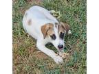 Adopt Audrey a White - with Tan, Yellow or Fawn Shepherd (Unknown Type) /