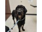 Adopt Goliath a Black Schnauzer (Giant) / Mixed dog in joppa, MD (38750596)