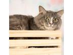 Adopt Tripp a Gray or Blue Domestic Mediumhair / Mixed cat in Springfield