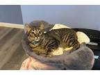 Adopt Glenda a Brown Tabby Manx (short coat) cat in San Francisco, CA (38750649)